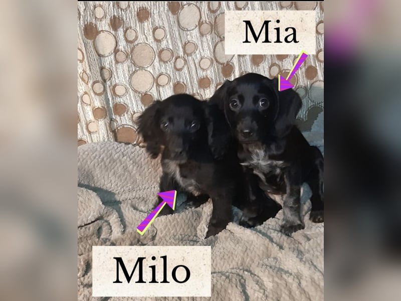 Mia