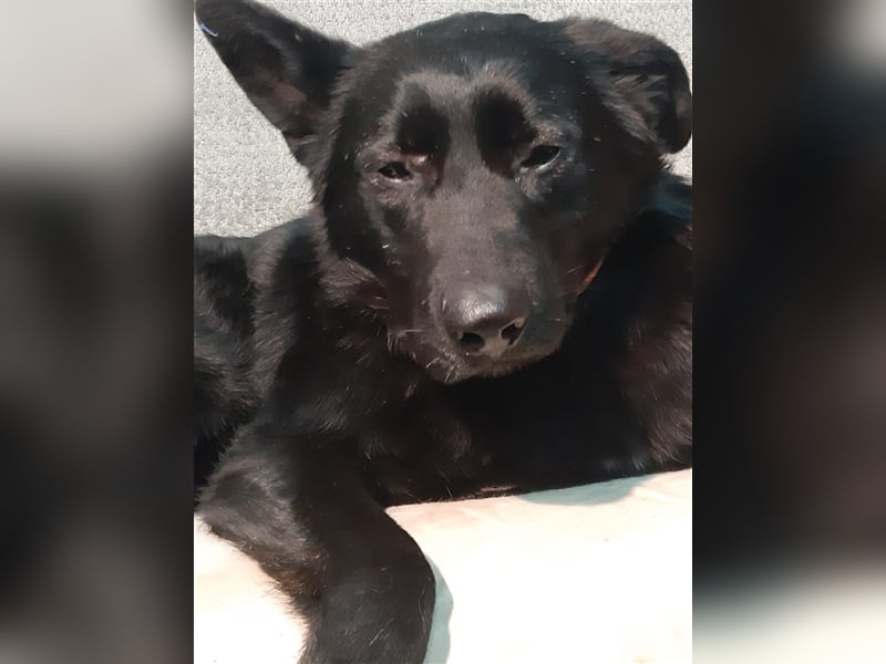 Blacky