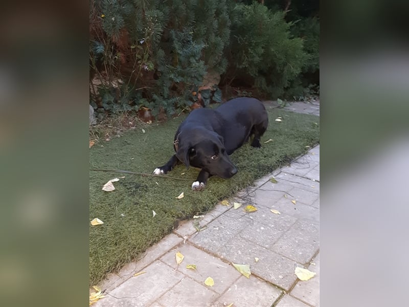Rosi