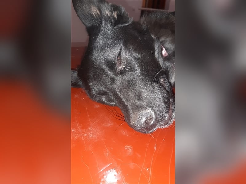Tosca