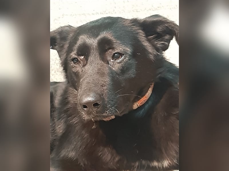 Blacky