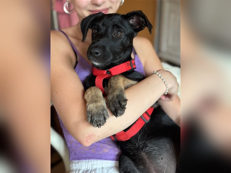 Hündin Madita sucht eine Familie zum Kuscheln und Spielen