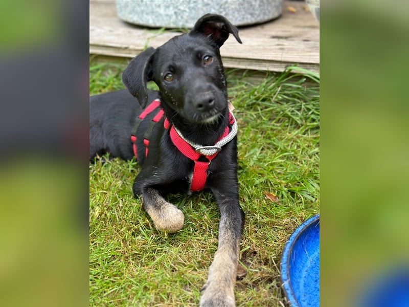 Hündin Madita sucht eine Familie zum Kuscheln und Spielen