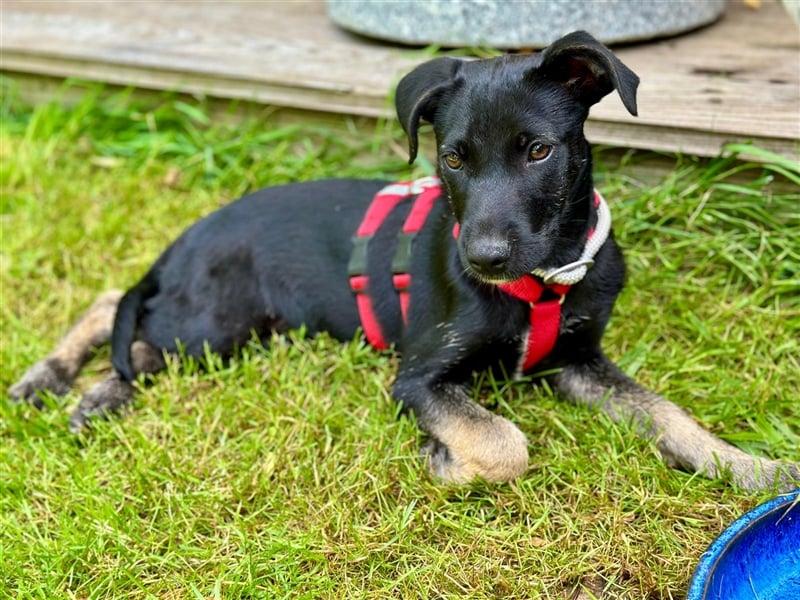 Hündin Madita sucht eine Familie zum Kuscheln und Spielen