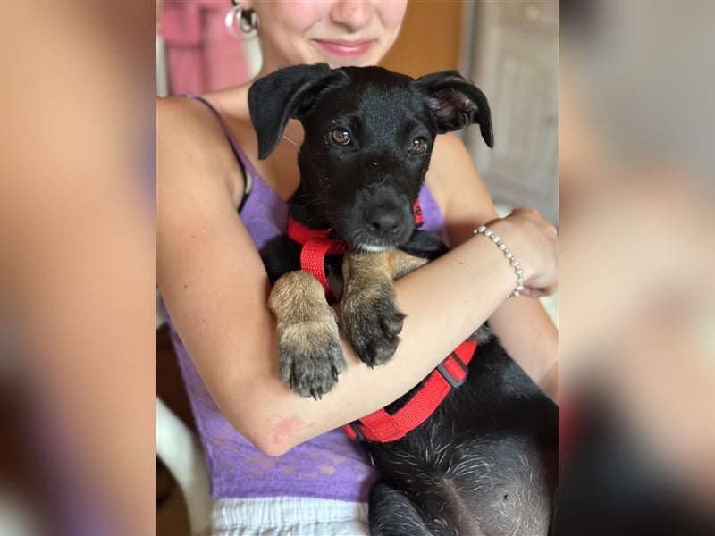 Hündin Madita sucht eine Familie zum Kuscheln und Spielen