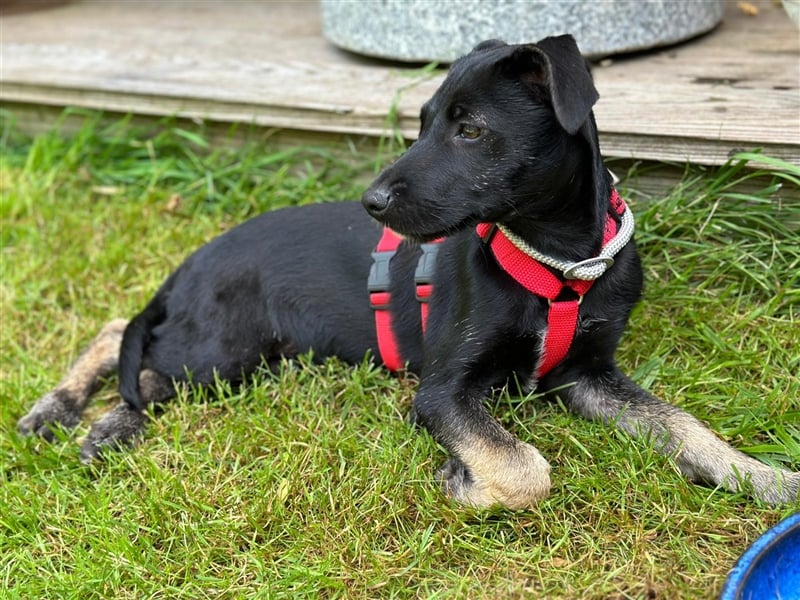 Hündin Madita sucht eine Familie zum Kuscheln und Spielen