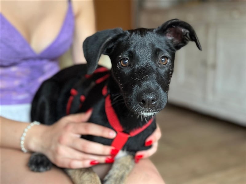 Hündin Madita sucht eine Familie zum Kuscheln und Spielen