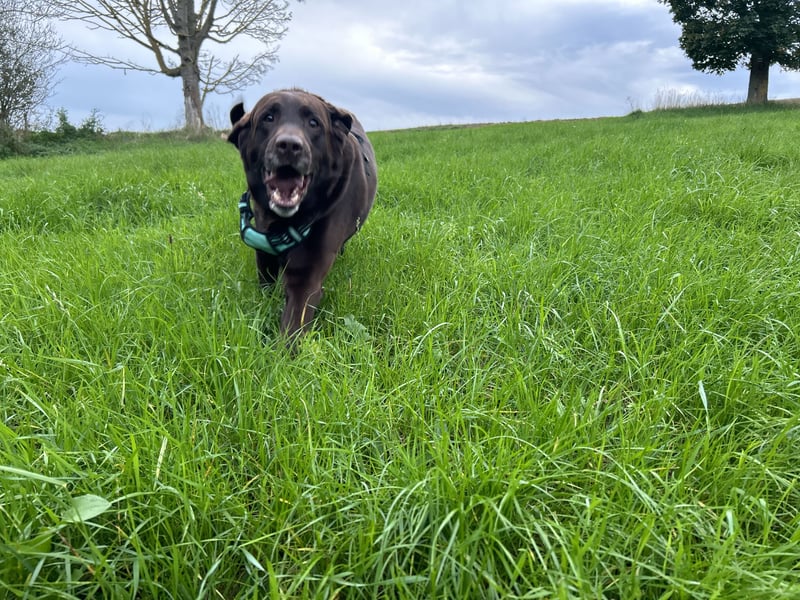 Labrador mischling