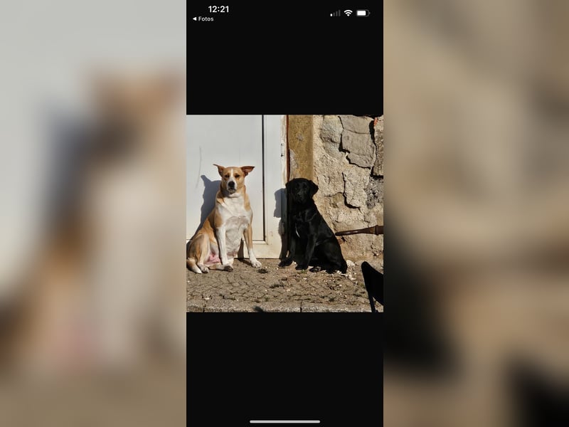 Labrador mischling