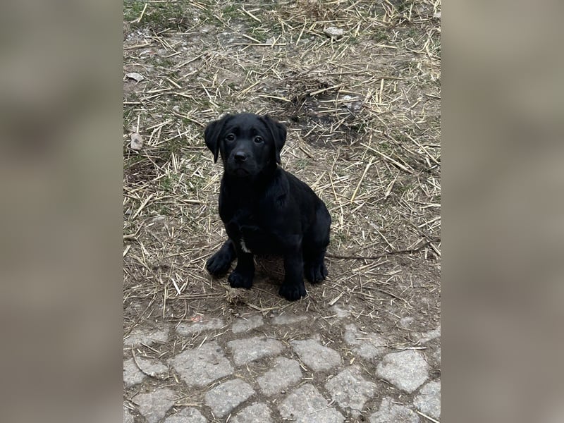 Labrador mischling