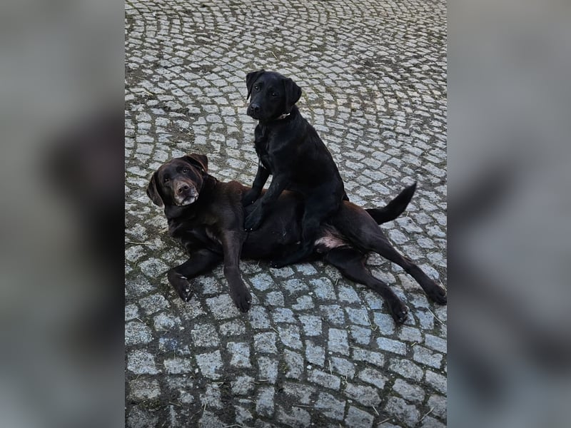 Labrador mischling