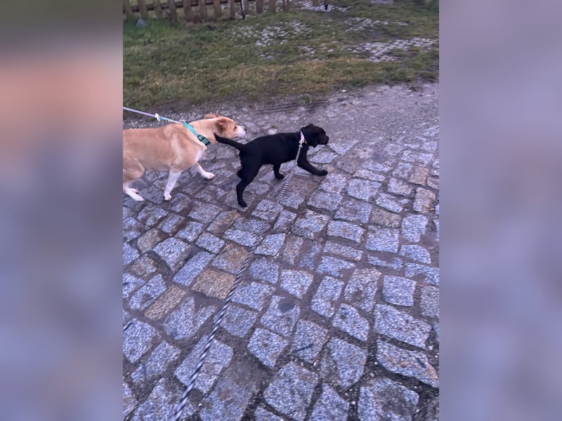 Labrador mischling