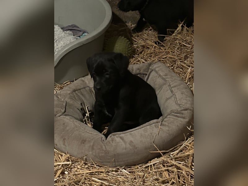 Labrador mischling