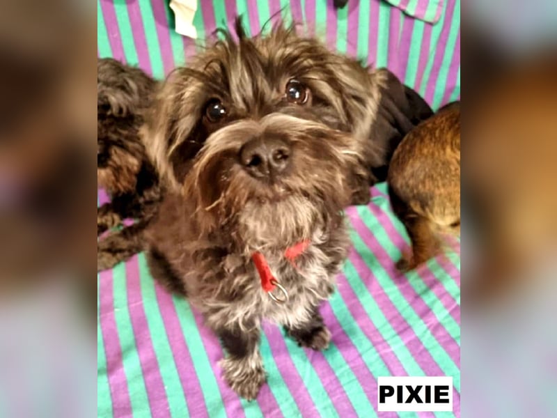 Pixie aus Rumänien sucht liebe Menschen