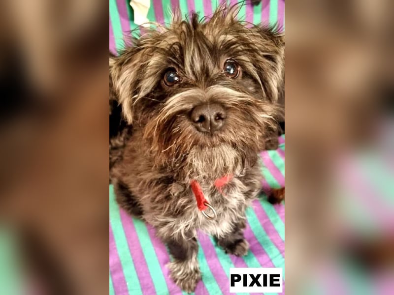 Pixie aus Rumänien sucht liebe Menschen