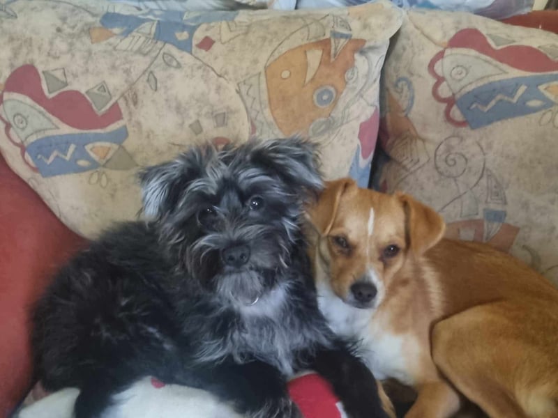 Pixie aus Rumänien sucht liebe Menschen