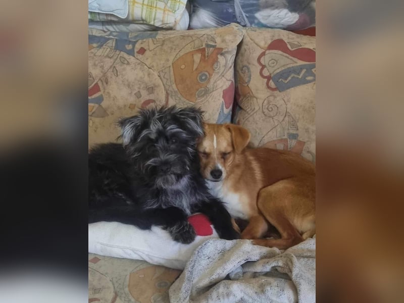 Pixie aus Rumänien sucht liebe Menschen