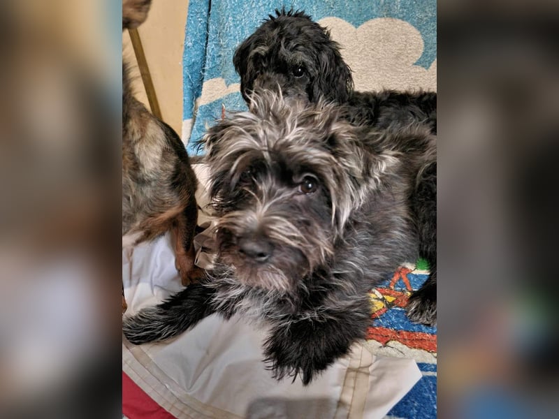 Pixie aus Rumänien sucht liebe Menschen