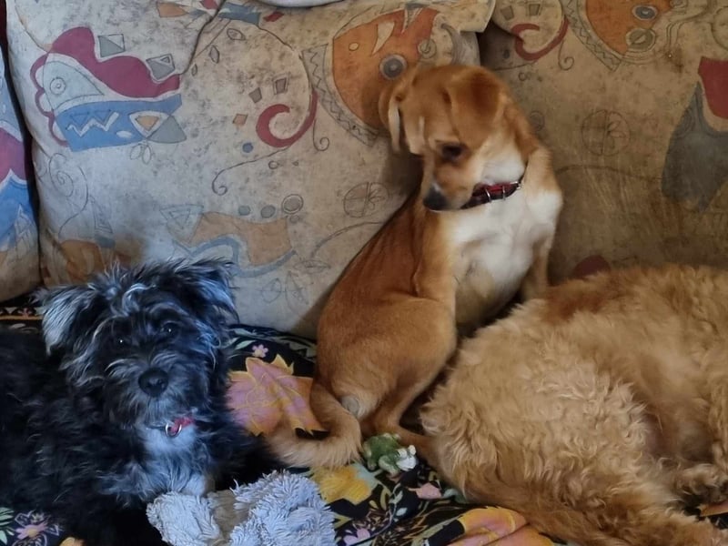 Pixie aus Rumänien sucht liebe Menschen