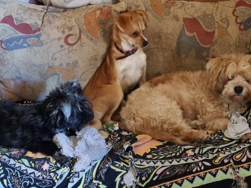 Pixie aus Rumänien sucht liebe Menschen
