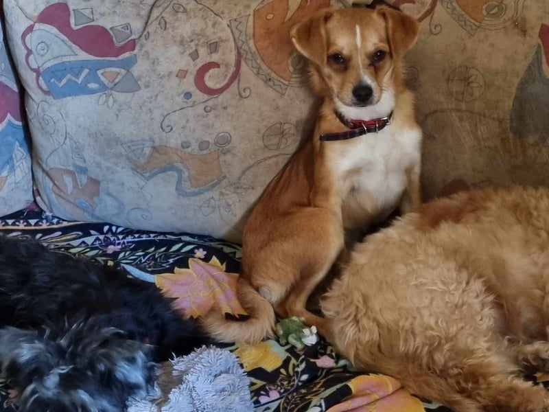 Pixie aus Rumänien sucht liebe Menschen