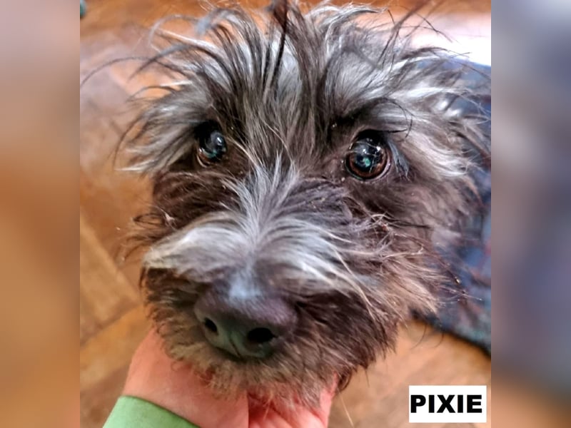 Pixie aus Rumänien sucht liebe Menschen