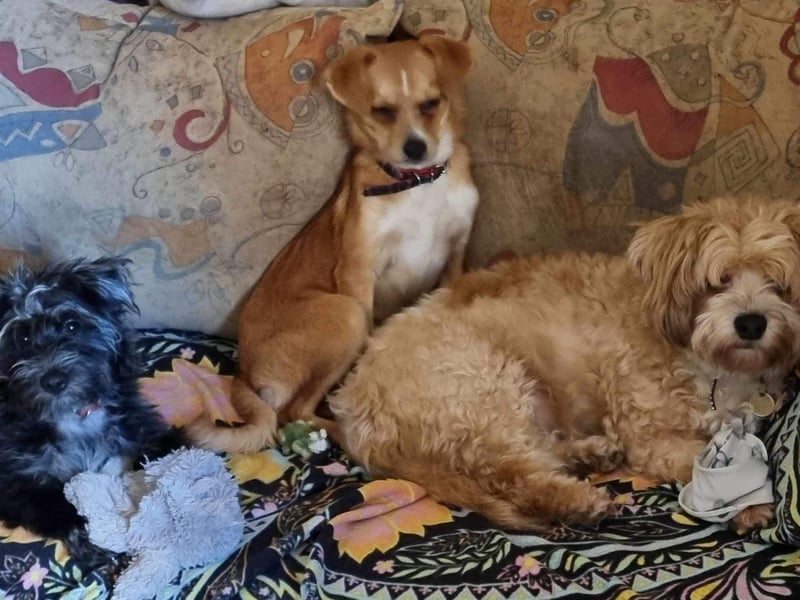 Pixie aus Rumänien sucht liebe Menschen