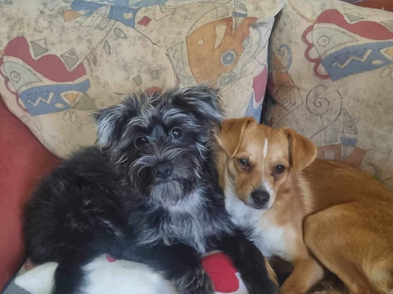 Pixie aus Rumänien sucht liebe Menschen