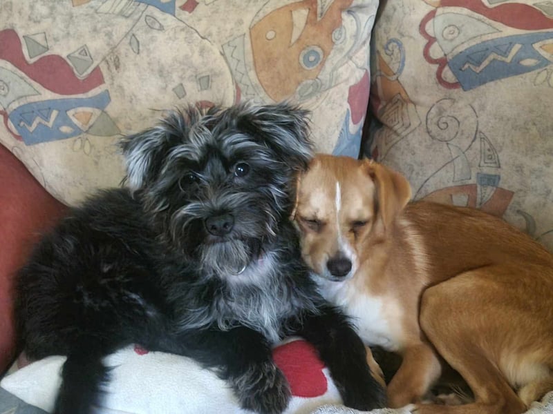 Pixie aus Rumänien sucht liebe Menschen