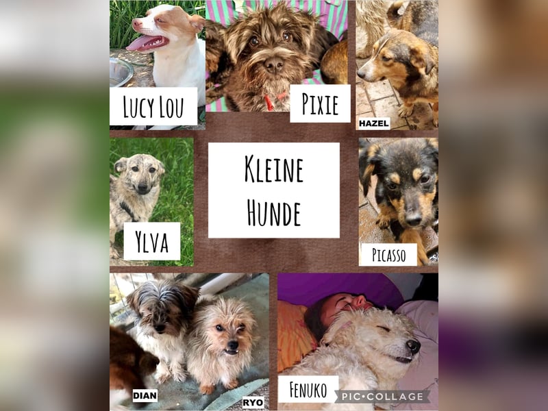 Pixie aus Rumänien sucht liebe Menschen