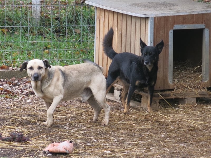 Geduldige, hundeerfahrene Menschen gesucht: Die ängstliche Fédra sucht ihr Körbchen!
