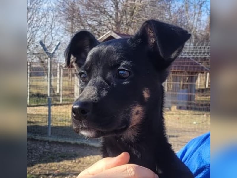 Rosi , ein weiteres ganz bezauberndes Hundekind !