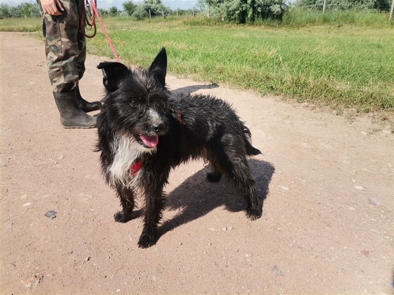 Zelma, verspielter Junghund
