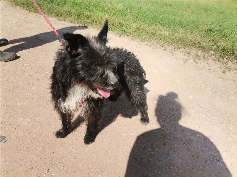 Zelma, verspielter Junghund