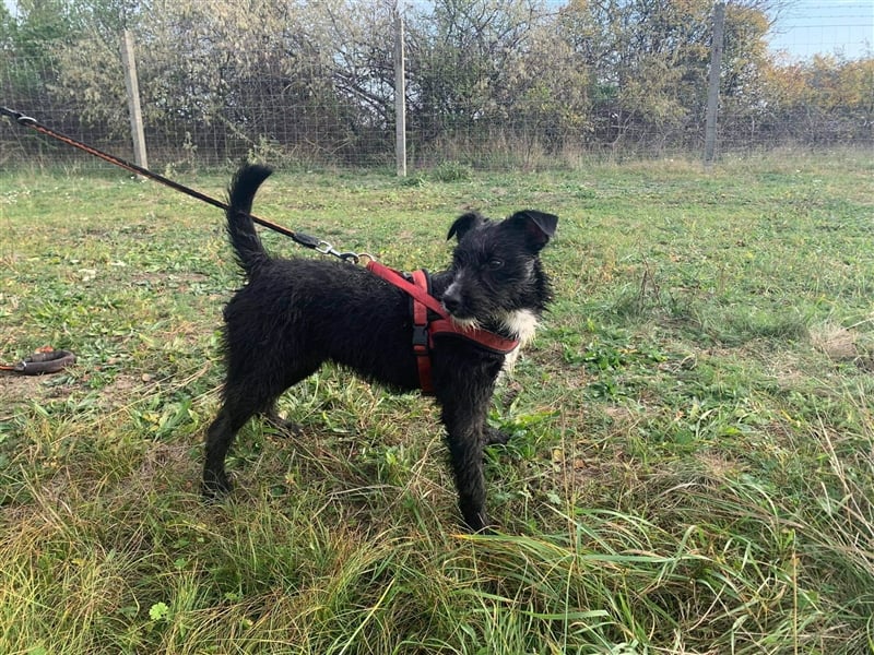 Zelma, verspielter Junghund