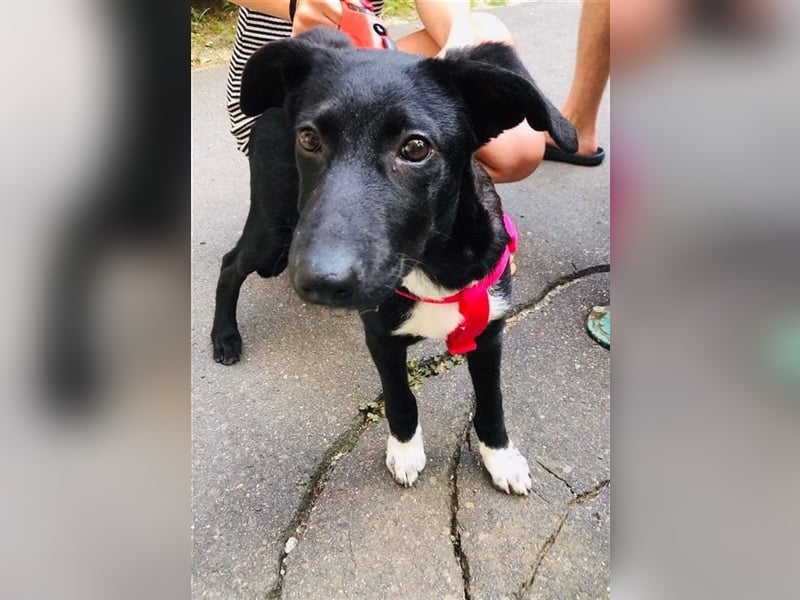 Heni ist eine muntere süße Junghündin, die das Hunde-ABC noch lernen muss !