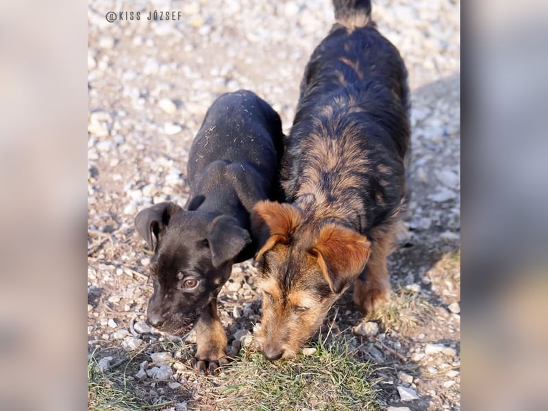 Rosi , ein weiteres ganz bezauberndes Hundekind !