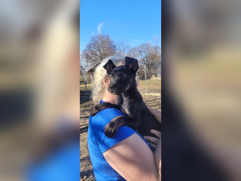 Leila, ein bezauberndes zartes Hundekind !