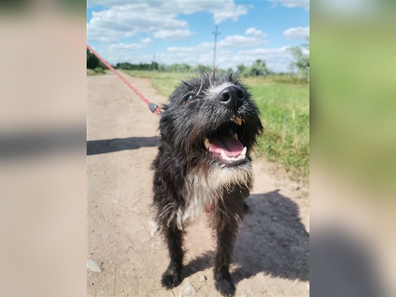 Zelma, verspielter Junghund