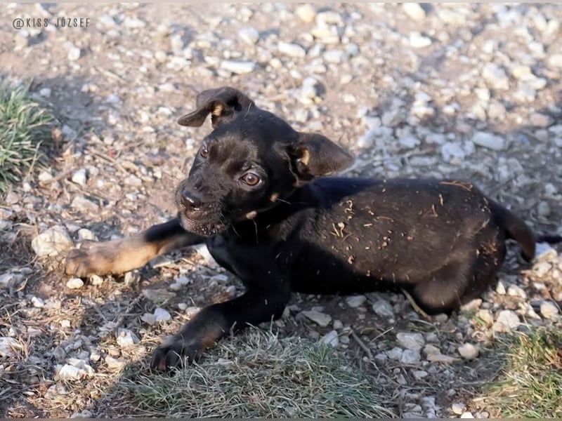Rosi , ein weiteres ganz bezauberndes Hundekind !