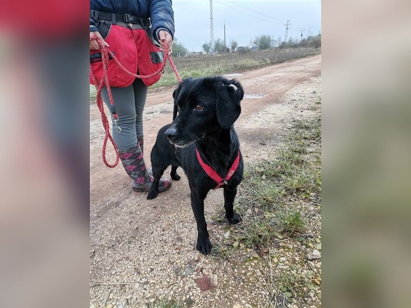 Dana, Besitzer verstorben nun ist die arme Maus wieder im Tierheim