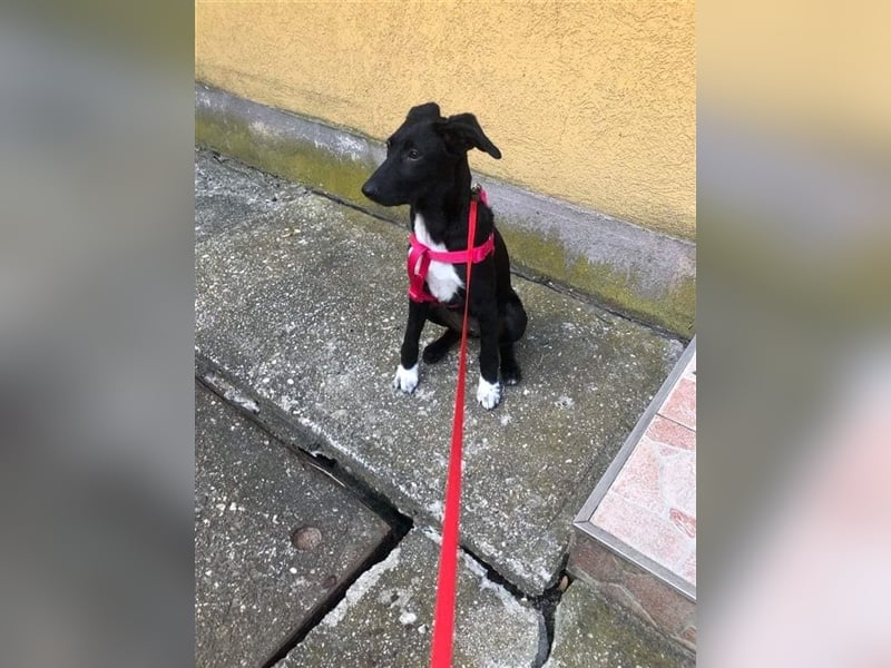 Heni ist eine muntere süße Junghündin, die das Hunde-ABC noch lernen muss !