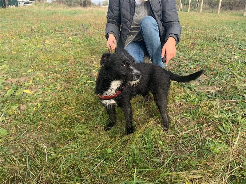 Zelma, verspielter Junghund