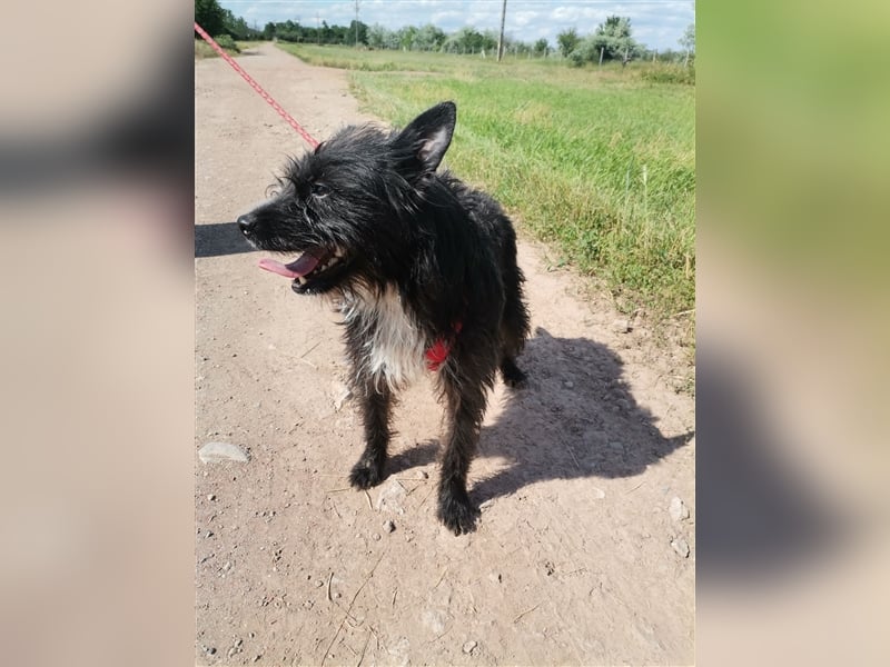 Zelma, verspielter Junghund