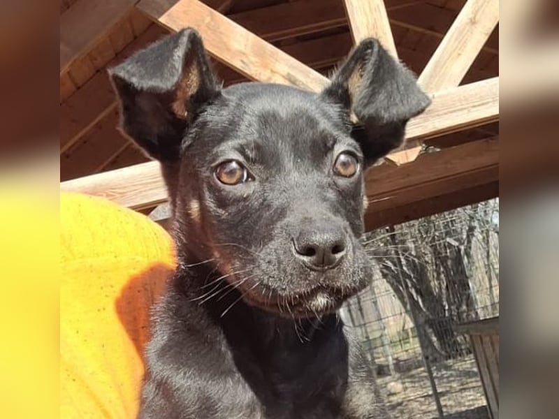 Leila, ein bezauberndes zartes Hundekind !