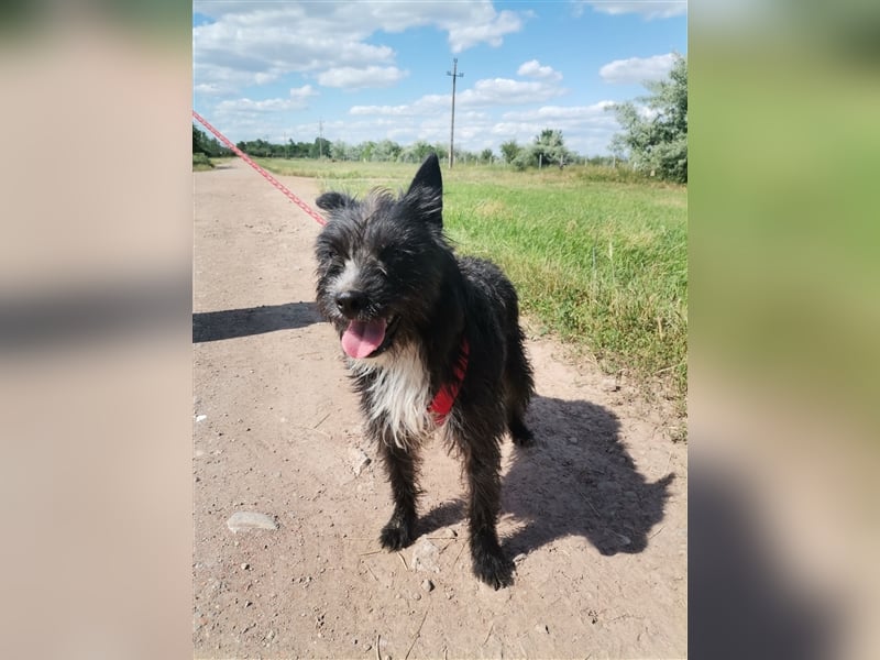 Zelma, verspielter Junghund