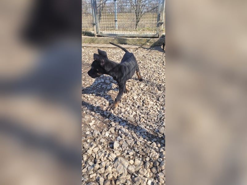 Leila, ein bezauberndes zartes Hundekind !