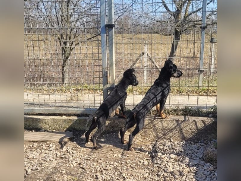 Leila, ein bezauberndes zartes Hundekind !