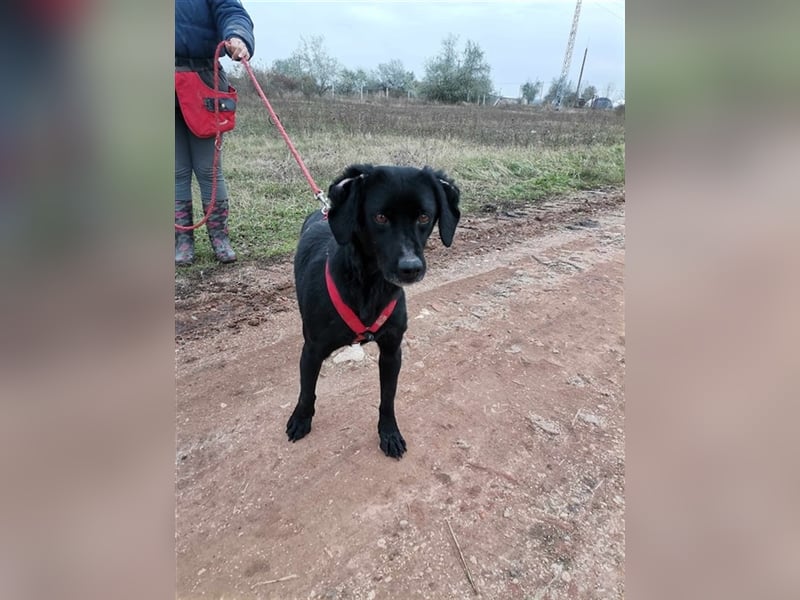 Dana, Besitzer verstorben nun ist die arme Maus wieder im Tierheim