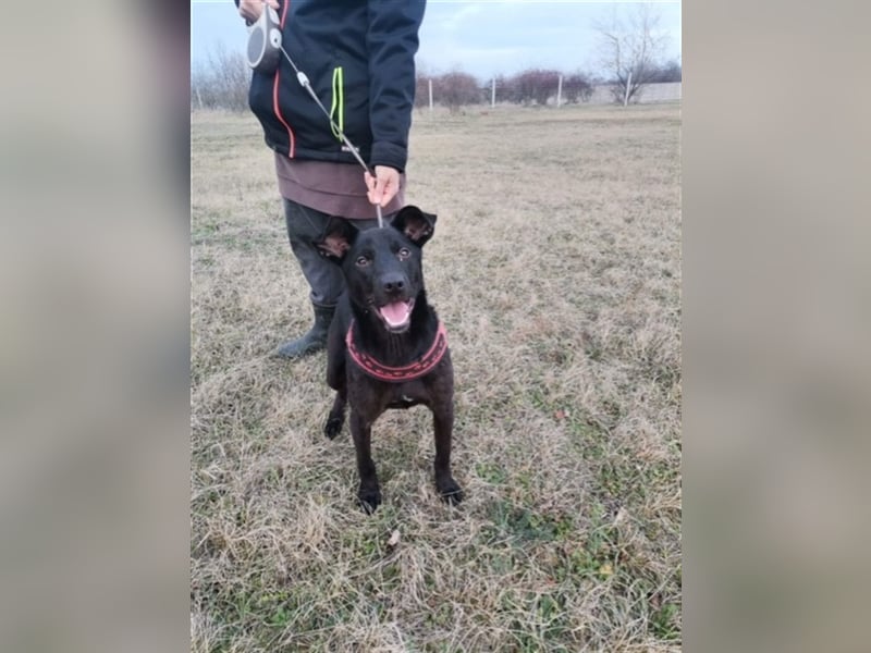 Lotti, ein perfekter Familienhund